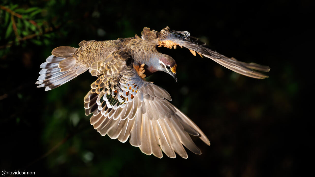 Bronzewing