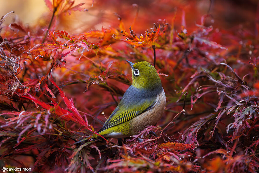 Silvereye in Red